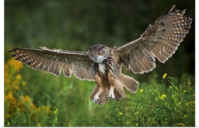 Eagle Owl, Bubo bubo, flying, landing, Netherlands, raptor, bird