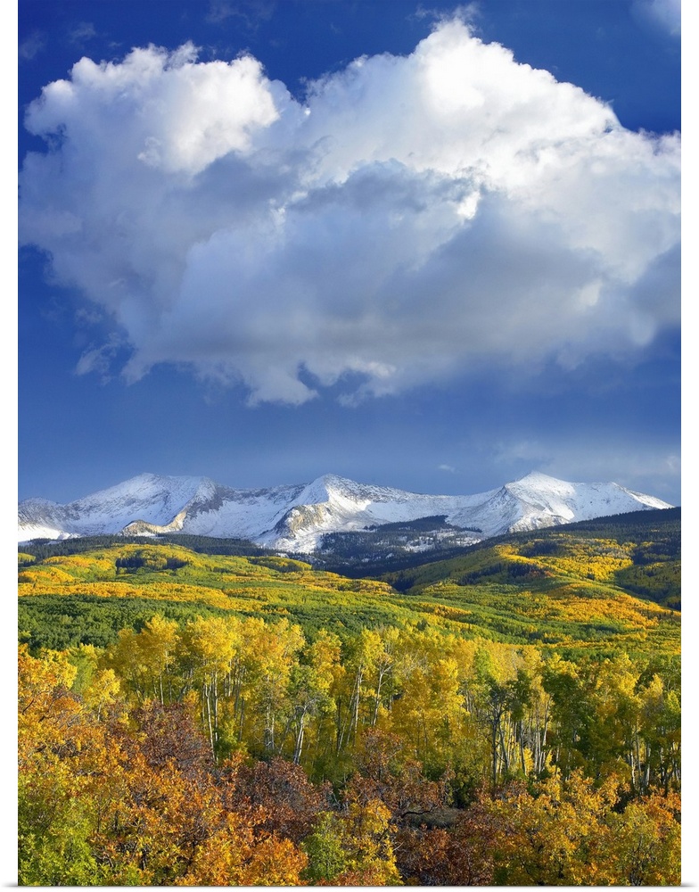 Tall canvas print of beautiful fall foliage at the base of snowy mountains under a blue sky with puffy clouds.