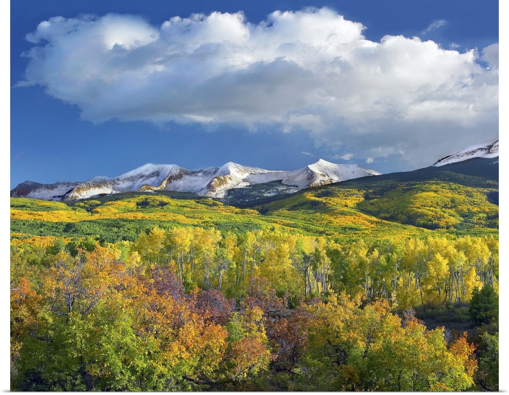 Photograph of snow covered mountain range flanked by fall colored Aspen forests under cumulus clouds.