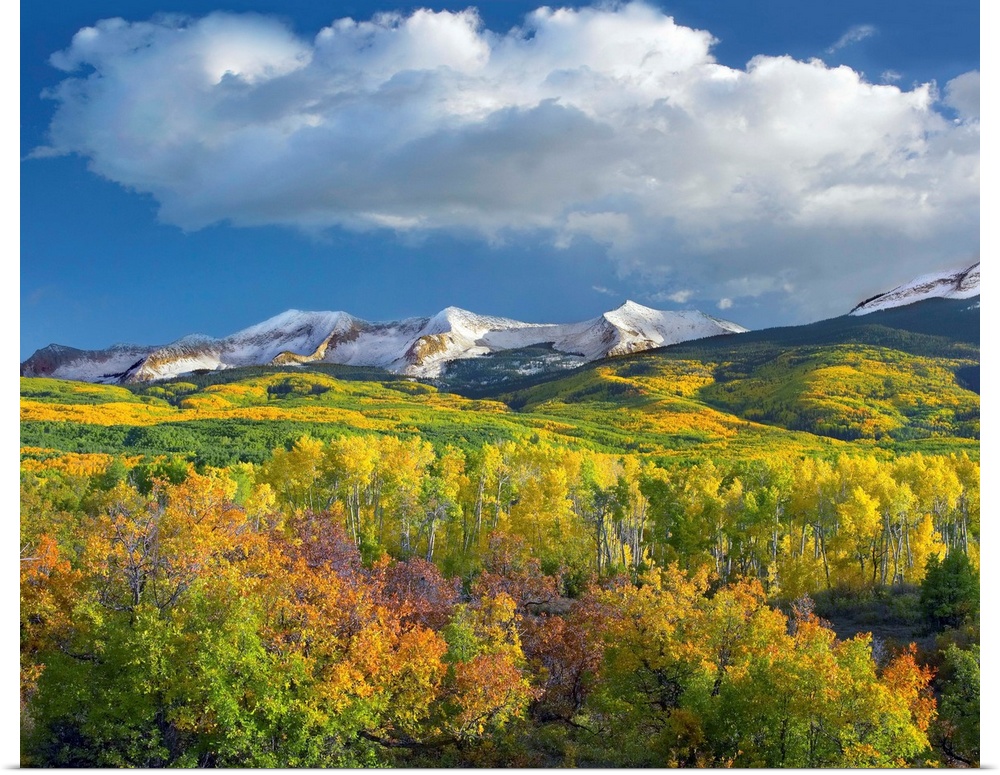 East Beckwith Mountain flanked by Aspen forests under cumulus clouds, Colorado