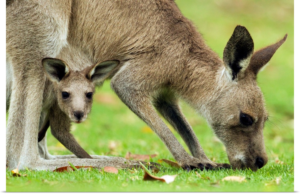 Eastern Grey Kangaroo (Macropus giganteus) mother grazing with joey peering from pouch, Jervis Bay, New South Wales, Austr...