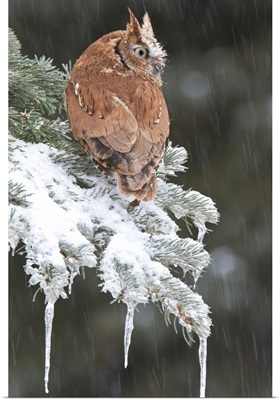 Eastern Screech Owl (Otus asio) red morph in winter, Howell Nature Center, Michigan