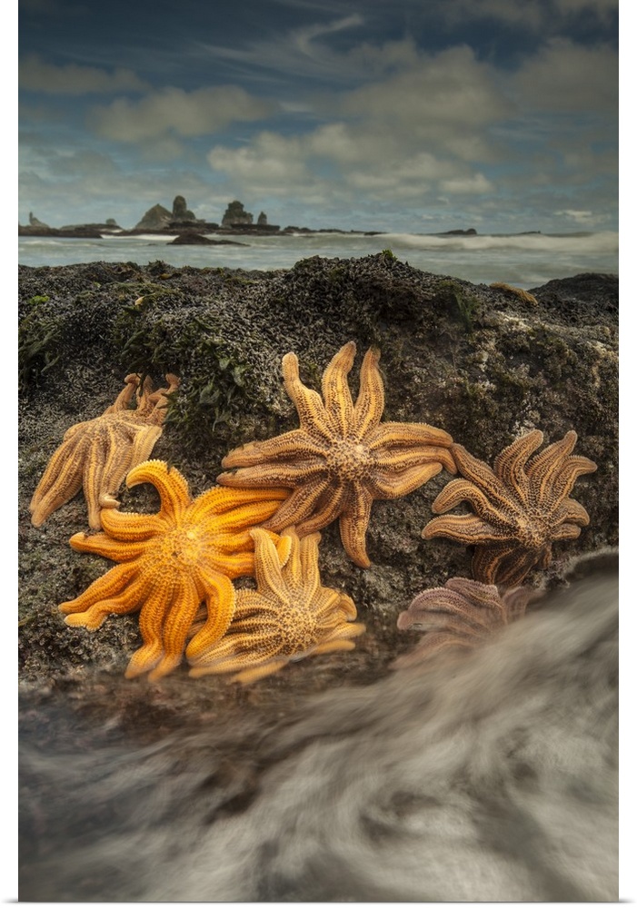 Reef starfish, attached to rocks, visible at low tide, Paparoa National Park, West Coast, New Zealand -  Patangaroa spp