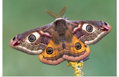Emperor Moth (Pavonia pavonia), Switzerland