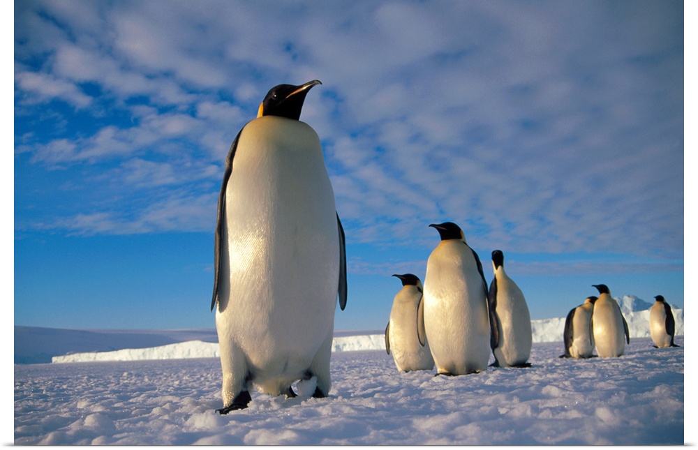 Emperor Penguin (Aptenodytes forsteri) group, Kloa Point, Edward VIII Gulf, Antarctica