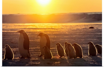 Emperor Penguin adult pair with chicks walking at sunset, Weddell Sea, Antarctica