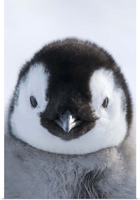 Emperor Penguin (Aptenodytes forsteri) chick, Prydz Bay, eastern Antarctica