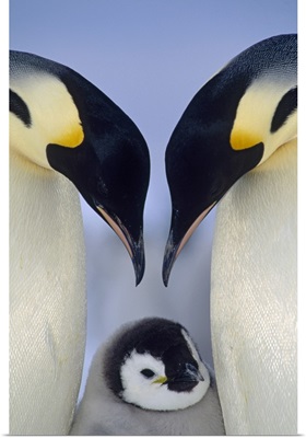 Emperor Penguin (Aptenodytes forsteri) parents greeting chick