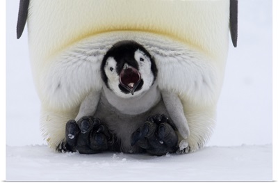 Emperor Penguin chick on the feet of an adult calling, Antarctica