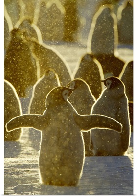 Emperor Penguin chicks, Riiser-Larsen Ice Shelf, Antarctica