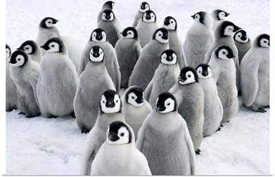 Emperor Penguin chicks, Snow Hill Island, Antarctica