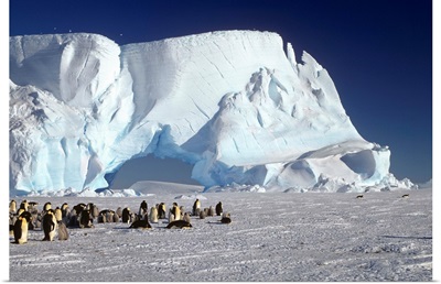 Emperor Penguin colony and iceberg, Weddell Sea, Antarctica