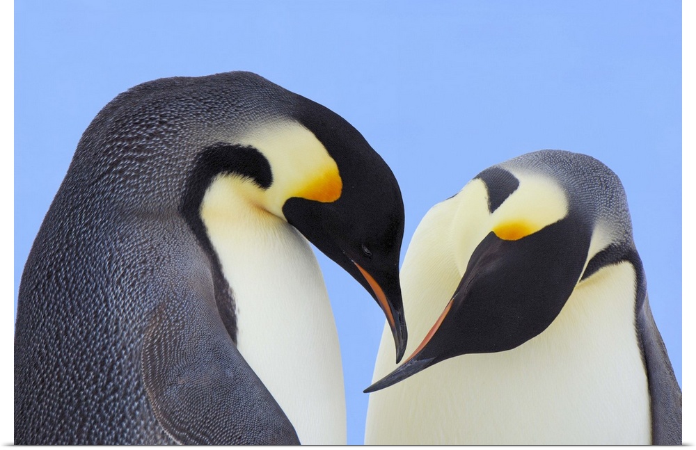 Emperor Penguin (Aptenodytes forsteri) pair courting, Snow Hill Island, Antarctica