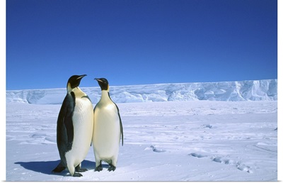 Emperor Penguin pair, Flutter EP Rookery, Antarctica