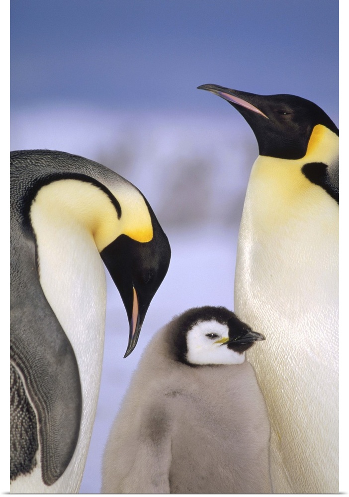 Emperor Penguin (Aptenodytes forsteri) pair with chick, Atka Bay, Princess Martha Coast, Weddell Sea, Antarctica