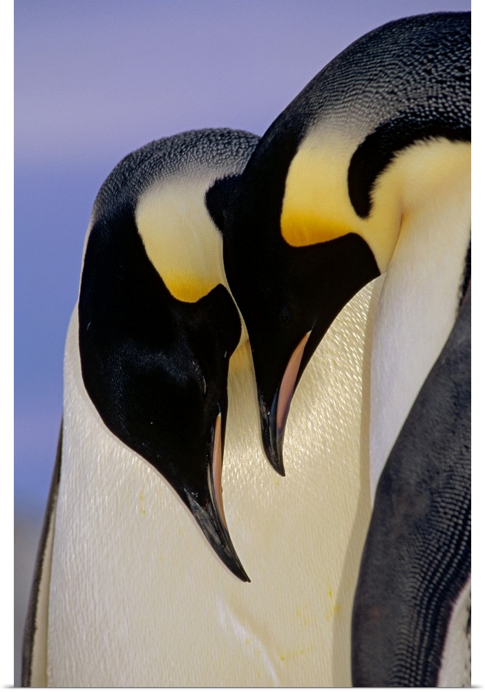 Emperor Penguin (Aptenodytes forsteri) courting pair, Atka Bay, Princess Martha Bay, Weddell Sea, Antarctica