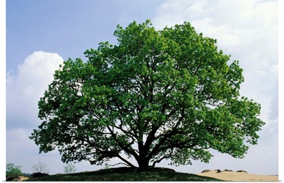 English Oak in autumn, Europe, Asia and north Africa introduced into North America