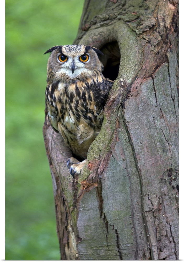 Eurasian Eagle-Owl (Bubo bubo) looking out from a tree cavity, Netherlands