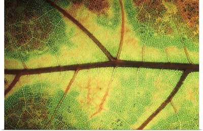 European Beech (Fagus sylvatica) detail of leaf showing venation, Europe