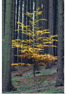 European Beech tree in Norway Spruce forest in autumn, Germany