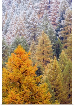 European Larch snowy forest in autumn, Alps, Switzerland