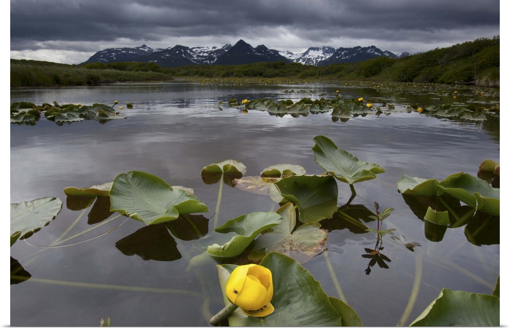 Yellow Pond Lily (Nuphar lutea), Katmai NP, Alaska