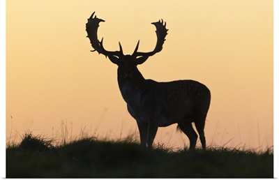 Fallow Deer buck at sunset, Denmark