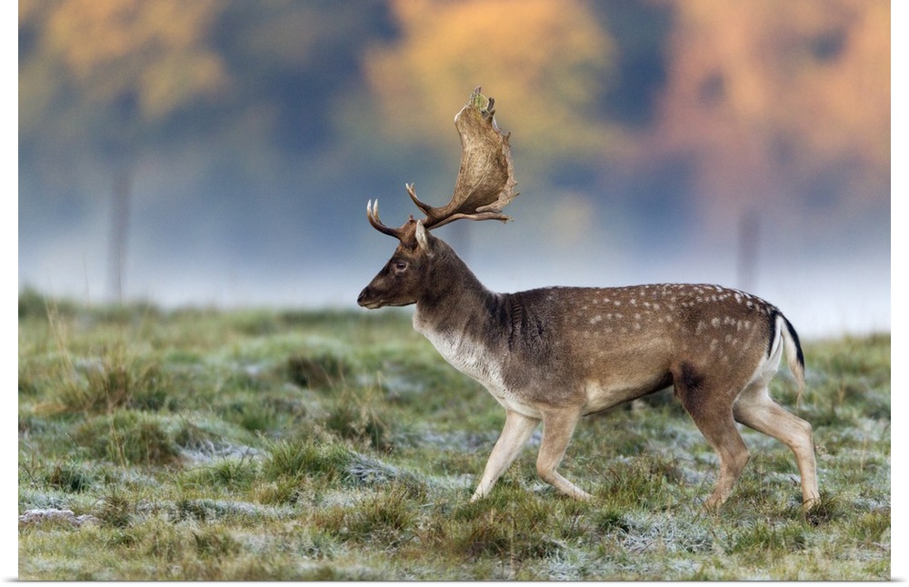 Fallow Deer (Dama dama) Buck during the rut in autumn, Denmark