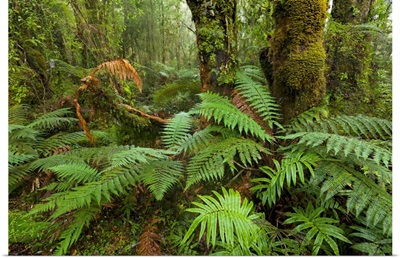 Ferns in Rainforest Westland National Park