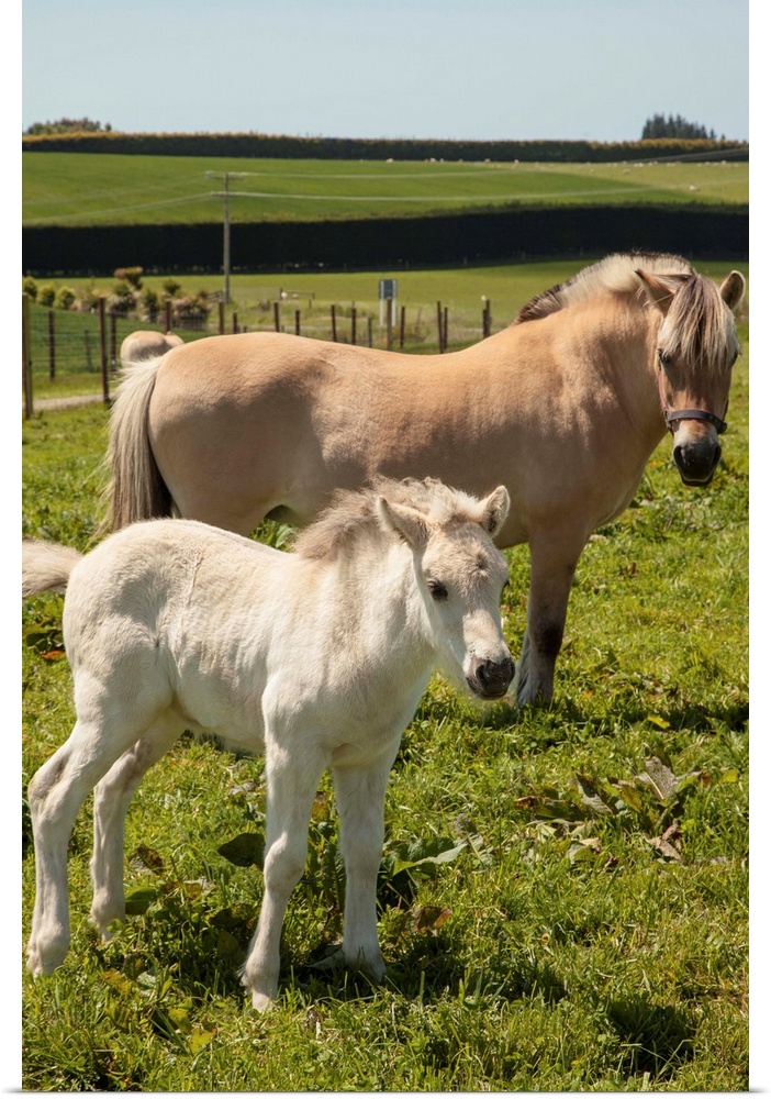 Norwegian fjord horse, mare and foal, rare horse breed, only breeding stud in New Zealand, Timaru
