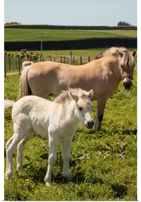 Fjord Horse mare and foal, Timaru, New Zealand
