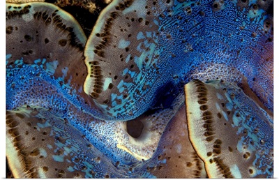 Fluted Giant Clam Mantle (Tridacna squamosa), Red Sea, Egypt
