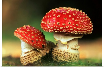 Fly Agaric (Amanita muscaria) pair, highly toxic, grows under pine trees, Europe