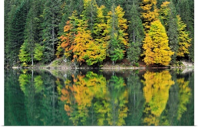 Forest reflected in lake in autumn, Haute Savoie, France