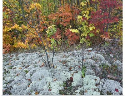 Forest with autumn foliage and lichen-covered ground, Ontario, Canada