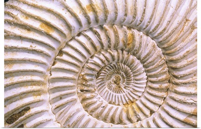 Fossil of Ammonite, Madagascar