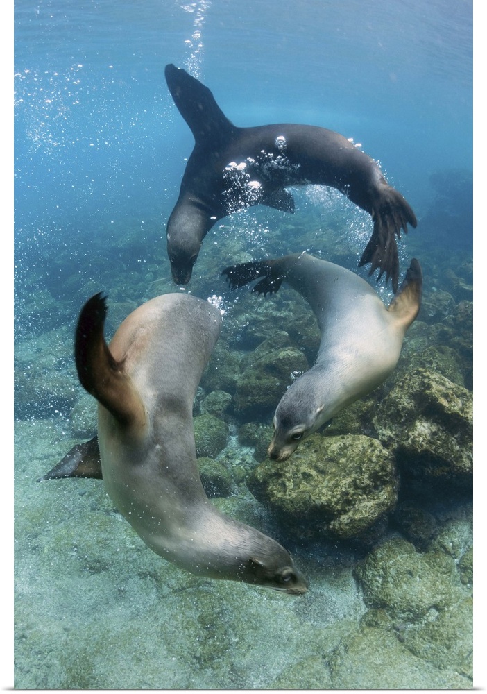 Galapagos Sea Lion trio playing underwater, Champion Island, Floreana Island, Galapagos Islands, Ecuador.
