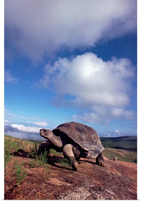 Galapagos Tortoise on caldera rim, Alcedo Volcano, Ecuador