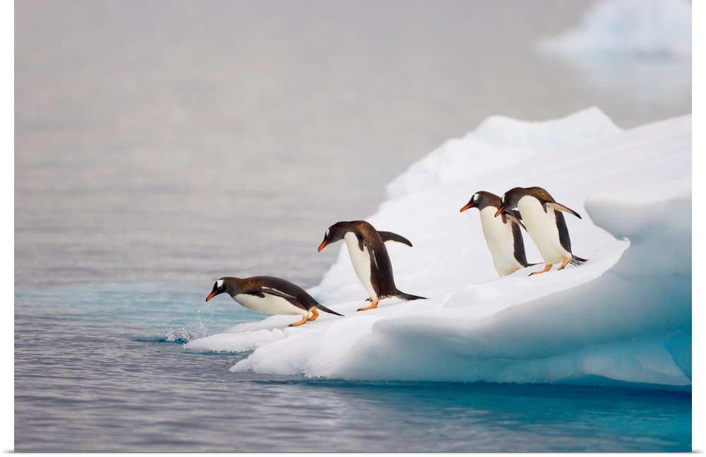 Gentoo Penguin Diving From Iceberg