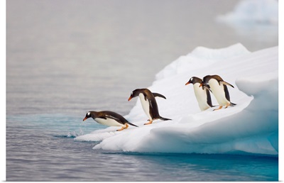 Gentoo Penguin Diving From Iceberg