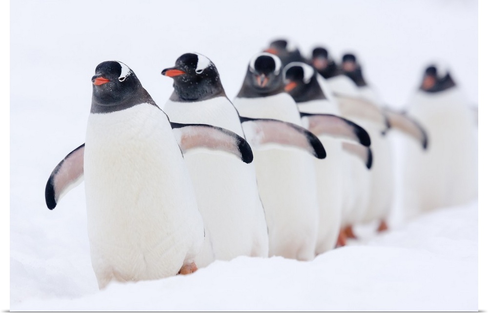Gentoo Penguin (Pygoscelis papua) group walking through snow, Cuverville Island, Antarctic Peninsula, Antarctica.