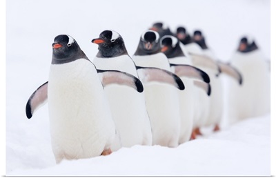 Gentoo Penguin group walking through snow, Cuverville Island, Antarctica