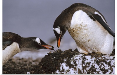 Gentoo Penguin nesting adults rebuild pebble nest, Antarctica