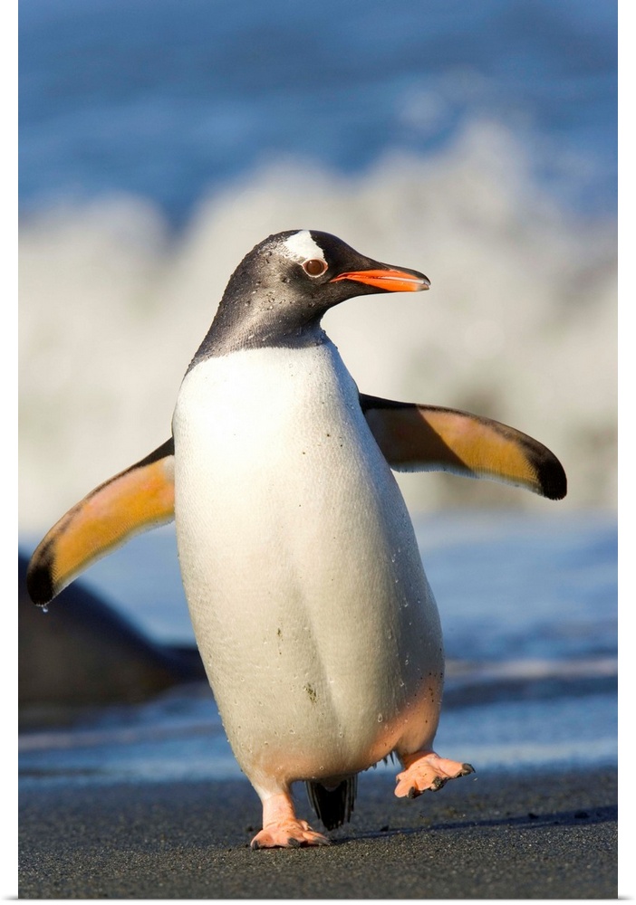 Gentoo Penguin Waddling Cooper Bay