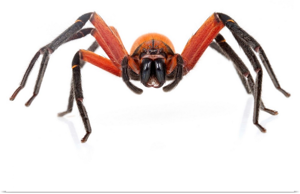 Huntsman spider (Sparassidae) from Suriname.