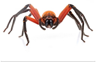 Giant Crab Spider, Suriname
