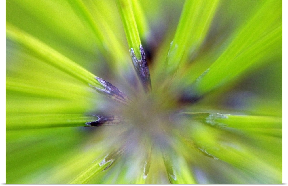 An extreme macro photograph showing the detail of a spikey looking fern.