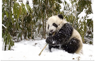 Giant Panda (Ailuropoda melanoleuca) cub eating bamboo, Wolong Nature Reserve, China