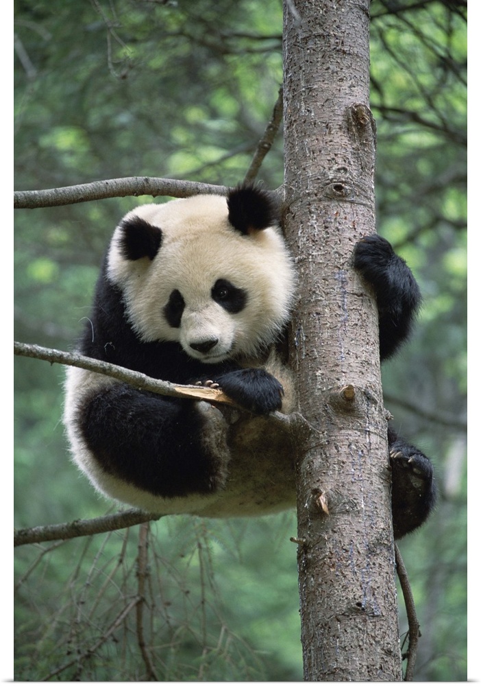 Giant Panda (Ailuropoda melanoleuca) in tree