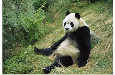 Giant Panda (Ailuropoda melanoleuca) sitting on ground, China